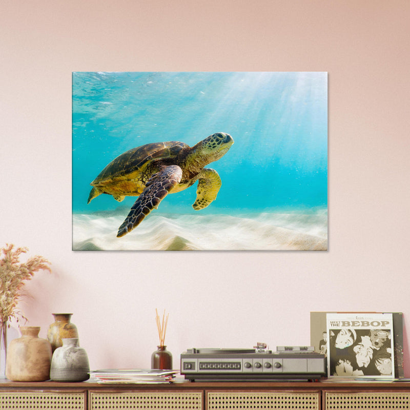 Turtle Canvas