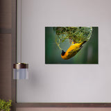 Bird Wall Art | Bird Canvas Prints | Millionaire Mindset Artwork