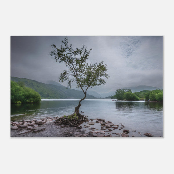 Tree on Lake Canvas