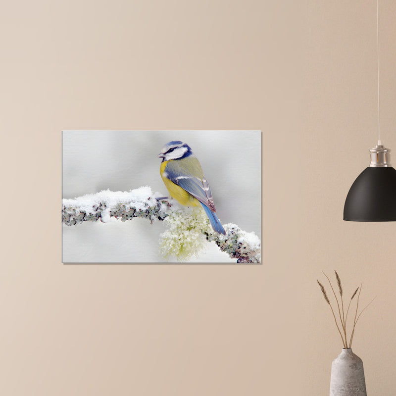 Songbird Canvas