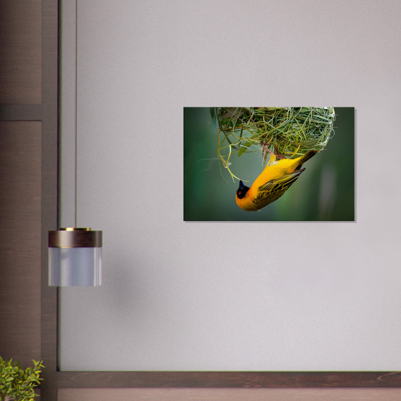 Bird Wall Art | Bird Canvas Prints | Millionaire Mindset Artwork