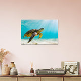 Turtle Canvas