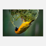 Bird Wall Art | Bird Canvas Prints | Millionaire Mindset Artwork