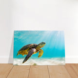 Turtle Canvas