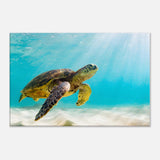 Turtle Canvas