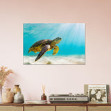 Turtle Canvas