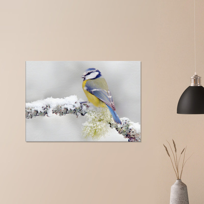 Songbird Canvas